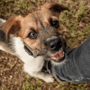 angry dog paws on a person's leg