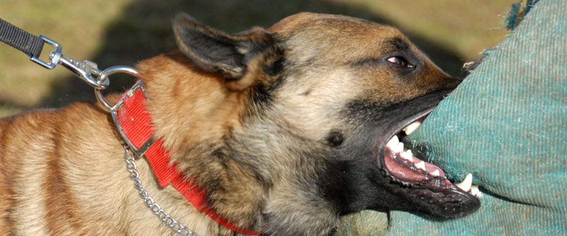A dog biting